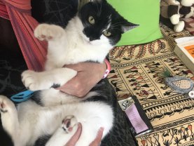 Service : garde animaux Service : garde animaux